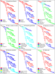 Image result for Streptopetalum serratum
