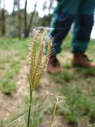 Image result for Chloris mossambicensis
