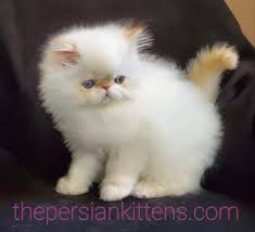 We did not find results for: Kittens For Sale Near Me Cats For Sale The Persian Kittens