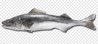 Cara memasak ikan bumbu ini terbilang sederhana dan praktis. Pie Ikan Cod Sablefish Cooking Ikan Kering Makanan Laut Resep Memasak Png Pngwing