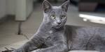 Korat Cats | Korat Cat Breed Info & Pictures | PetMD