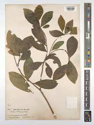 Image result for Peddiea