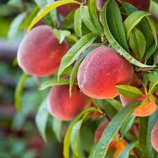 Pecher Nain Diamond En Pot Graines D Arbres Arbres A Croissance Rapide Peach