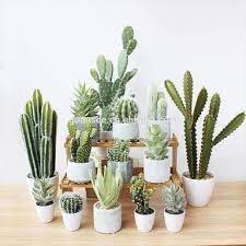 I'm excited to see them grow! Cactus And Succulent Market India Posts Facebook