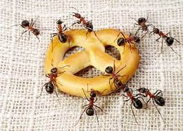Why do i have ants in food is usually the reason ants are attracted to the kitchen. How To Get Rid Of Ants In The Kitchen Permanently