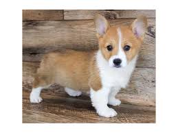 It was created in 2003 but before that, it has been operating since 2000. Pembroke Welsh Corgi Puppies Petland Carmel In