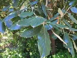 Image result for Parquetina calophylla
