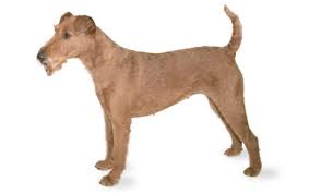 Coat Care For The Irish Terrier Dog Grooming Tutorial