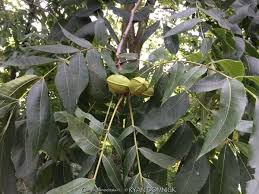 Image result for Carya illinoinensis