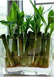 Esta planta es ideal para arriconar en lugares poco iluminados. Ideas Para Decorar Con Bambu