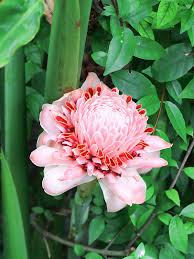 Image result for Etlingera elatior