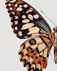 Color Combo Inspired By Nature Beautiful Butterflies Art Butterfly Art