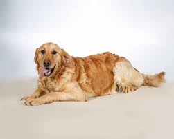 Taylor Is A Female 2 1 2 Year Old Golden Retriever She Is Good With Children And Other Dogs She Golden Retriever Rescue Golden Retriever Old Golden Retriever