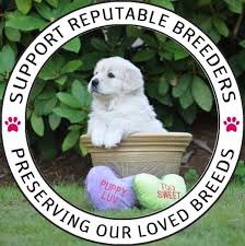 We did not find results for: Golden Retriever Club Of British Columbia Home Facebook