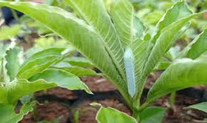 Sejumlah pertanyaan menyeruak oleh para petani porang pemula tanaman porang biasanya ditanam saat mulai turun hujan. Antisipasi Serangan Kementan Kembangkan Pestlist Opt Porang