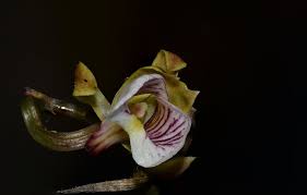 Image result for Microcoelia physophora