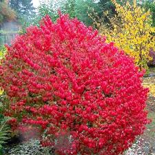 Deer are often the cause of damage to shrubs by two landscaping with deer resistant shrubs will end up being the most aesthetically pleasing way to just remember that if you have a lawn in front of your house with flower beds, with no fence, then you will. Shrubs Rebecca S Gardens