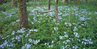 Visit Indiana S Ritchey Woods The Nature Conservancy Nature Conservation Nature Preserve Nature