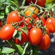tomato-sauce