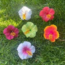 Image result for Hibiscus seineri