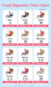 How much time does the stomach take to digest fast food? | Longevity