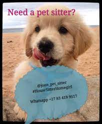 Premium sitters come and care for your pets in the comfort of your home. House And Pet Sitter In Cape Town Cape Town Petsitters And Dogwalkers Public Ads 147186
