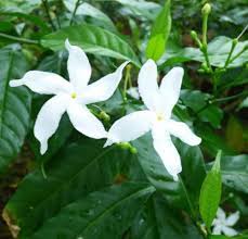 Image result for Tabernaemontana eglandulosa