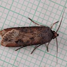 Image result for Agrotis ipsilon