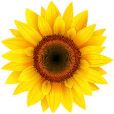 Sunflower Png13382 Png 4000 4001 Sunflower Wall Art Sunflower Art Free Clip Art
