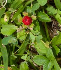 Image result for Duchesnea indica