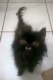 Kittens do not have specific names (you get to name them yourself.), so we put their parents' names there instead. Pin On Cats