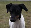 Japanese Terrier Dogs| Japanese Terrier Dog Breed Info ...
