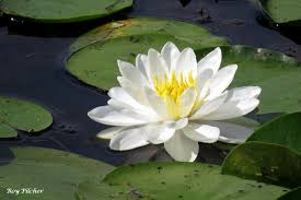Image result for Nymphaea heudelotii