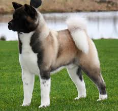 A japanese strain, commonly called akita inu (inu means dog in japanese) or japanese akita, and an american strain, known as the akita or american akita. American Akita Romania Facebook