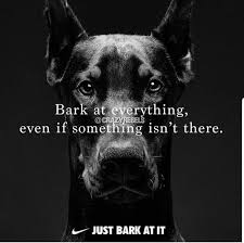 18 Funny Examples Of The Colin Kaepernick Just Do It Meme Doberman Love Funny Dogs Doberman