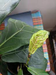 Oct 03, 2020 · shuntie l. Any Ideas On What S Up With My Fiddle Leaf Fig I M Concerned It Might Be Spider Mites Plantclinic