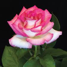 Lynn Anderson Hybrid Tea Rose New Offerings Edmunds Roses