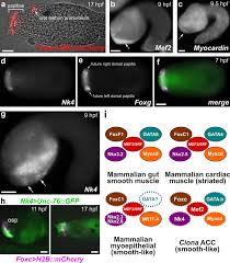 Structure is different in smooth muscle; Expression Of Smooth Muscle Like Effectors And Core Cardiomyocyte Regulators In The Contractile Papillae Of Ciona Evodevo Full Text