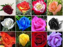 Surround your love and commitment flowers with symbols for offspring, then aunts, uncles, and grandparents. Flower And Plant Symbolism Penned Amino