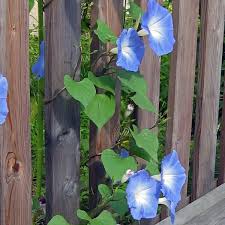 Image result for Ipomoea Heavenly Blue