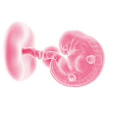 Ich kann dir nur sagen, das man bei mir in der 7 woche noch nichts gesehen hat!! 6 Ssw Das Herz Deines Babys Beginnt Zu Schlagen