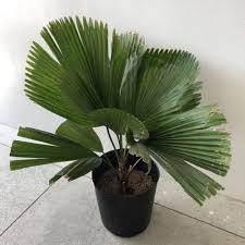 Maybe you would like to learn more about one of these? Licuala Grandis Live Plant Grab Express Shopee Philippines