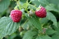 Delicious, sweet, red raspberries on. Which Raspberries Are Thornless 11 Varieties To Try Greenupside