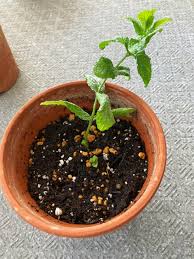 株式会社エウレカ