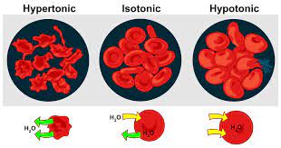 A single animal cell ( like a red blood cell) placed in a hypotonic solution will fill up with water and then burst. Tonicity Wikipedia