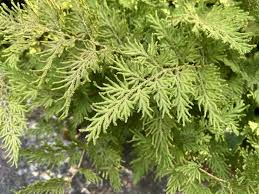 Image result for Selaginella soyauxii