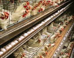 Check spelling or type a new query. Waspadai Kondisi Apapun Pada Ayam Petelur Poultryshop Indonesia