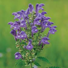 Image result for Scutellaria violascens