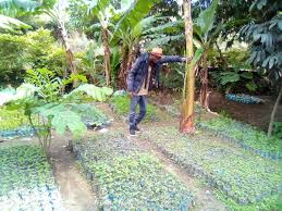 Image result for Afrostyrax kamerunensis