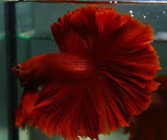 Betta Fish Super Red Rose Tail Over Half Moon Ohm Male 15 Ebay Betta Fish Betta Fish